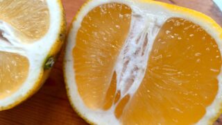 【鉢植え果樹】訳アリみかん 種を植えてみたら芽が出た！？〜鉢に植えたその一年後〜
