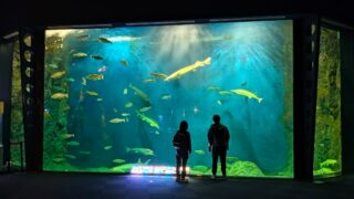 【北海道 観光 】サケのふるさと千歳水族館とエスコンフィールドを巡り北海道を満喫