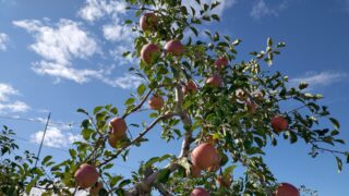 【信州 安曇野 りんご&蕎麦】 新鮮なりんごと野菜が直売「道の駅ほりがねの里」と蕎麦処「伝道」