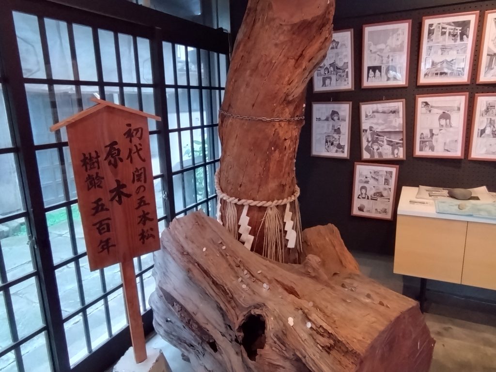 無料休憩所内に展示されている樹齢約500年の五本松の原木